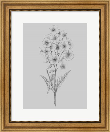 Framed Pretty Flower III Print