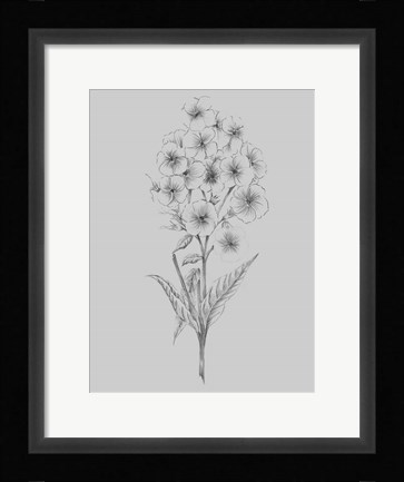 Framed Pretty Flower III Print