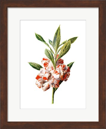 Framed Balsam Flower Print