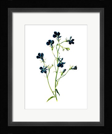Framed Blue Lobelia Flower Print