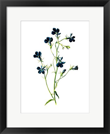 Framed Blue Lobelia Flower Print