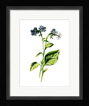 Framed Browallia Flower Print