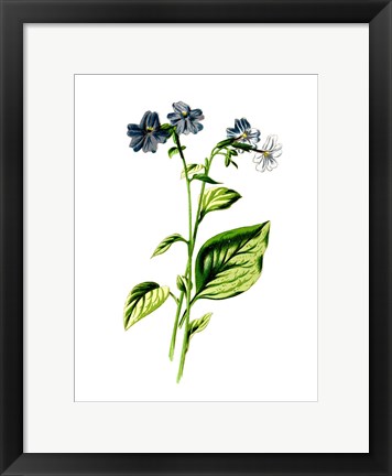 Framed Browallia Flower Print