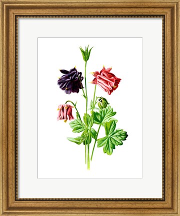 Framed Columbine Flower Print