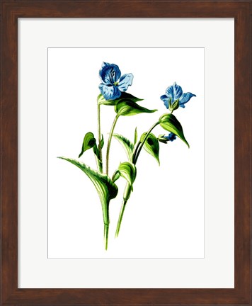 Framed Camelina Flower Print