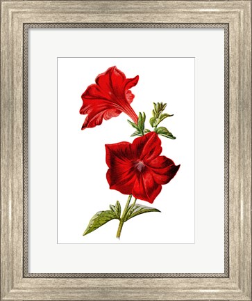 Framed Crimson Petunia Flower Print