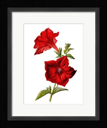 Framed Crimson Petunia Flower Print