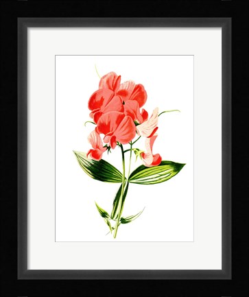 Framed Everlasting Pea Flower Print