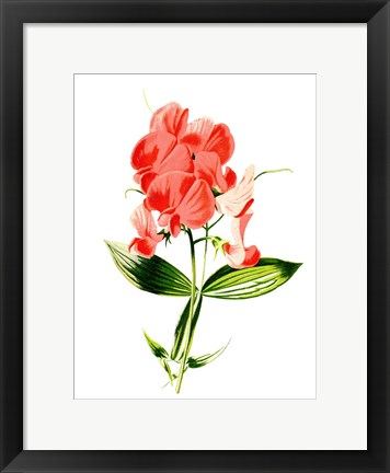 Framed Everlasting Pea Flower Print