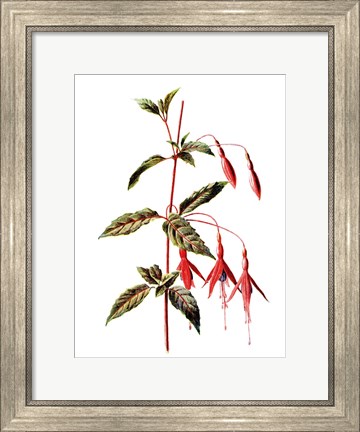 Framed Fuchsia Flower Print