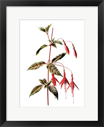 Framed Fuchsia Flower Print