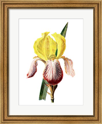 Framed Iris Flower Print