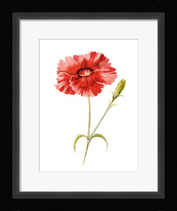 Framed Indian Pink Flower Print