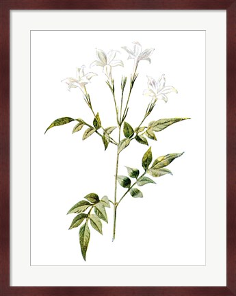 Framed Jessamine Flower Print