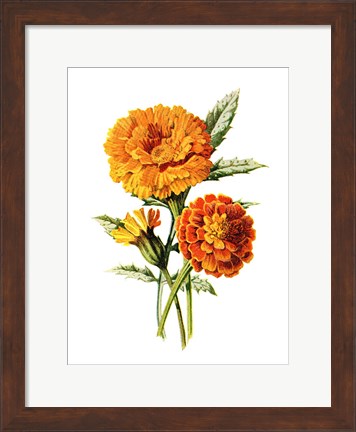 Framed Marigold Flower Print