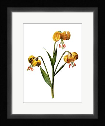 Framed Martagon Lily Flower Print