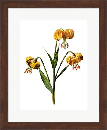 Framed Martagon Lily Flower Print
