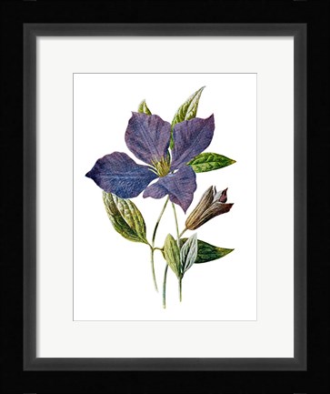Framed Purple Clematis Flower Print