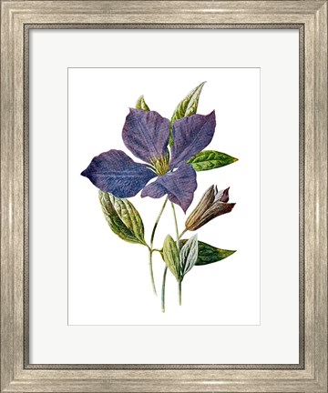 Framed Purple Clematis Flower Print