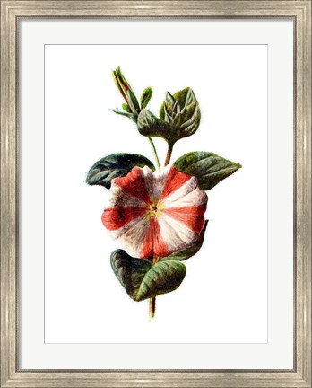 Framed Stripped Petunia Flower Print