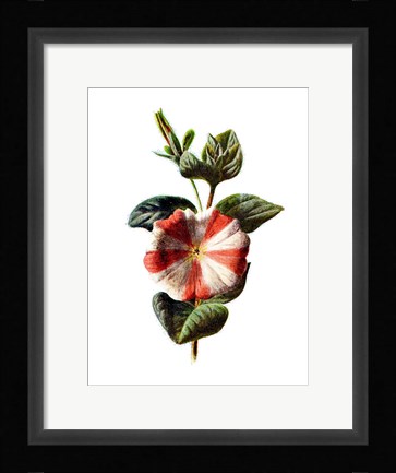 Framed Stripped Petunia Flower Print