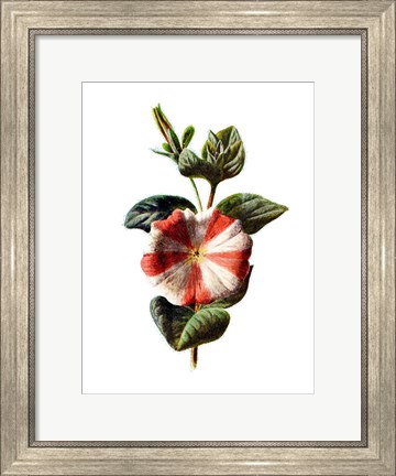 Framed Stripped Petunia Flower Print