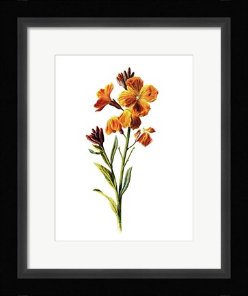 Framed Wallflower Print