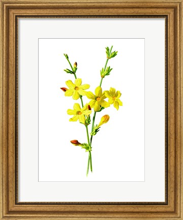 Framed Winter Jasmine Flower Print