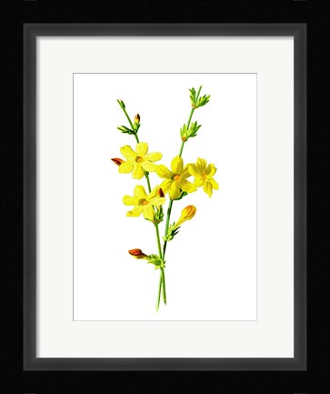 Framed Winter Jasmine Flower Print
