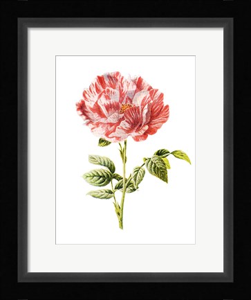 Framed York and Lancaster Rose Print