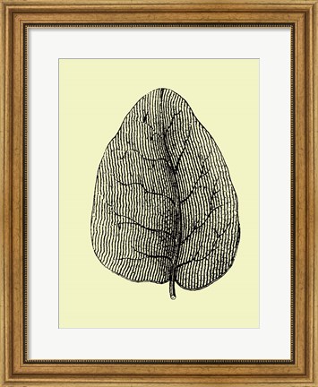 Framed Leaf Print