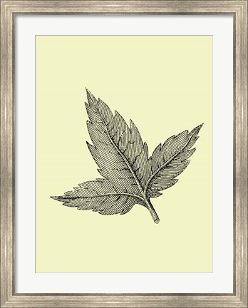 Framed Floating Leaf Print