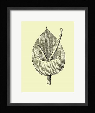 Framed Vintage Flower Print