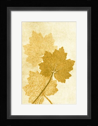 Framed Alumroo Amber Print