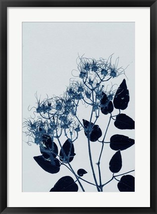 Framed Clematis 1 Blue Print