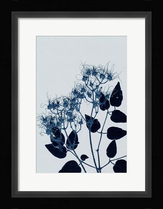 Framed Clematis 1 Blue Print