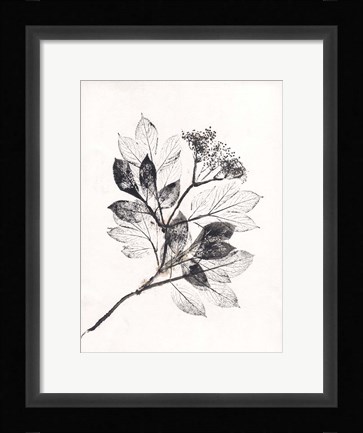 Framed Elder BW Print