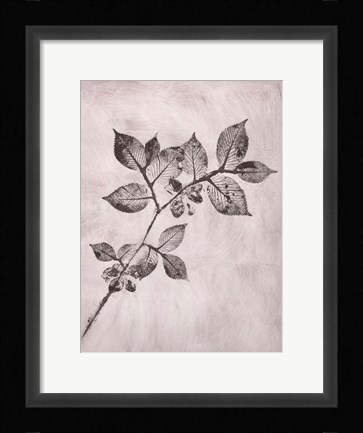 Framed Elm 1 Brown Print