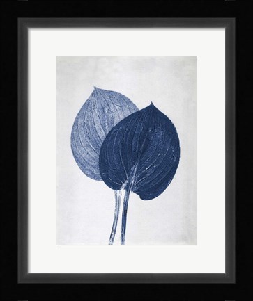 Framed Hosta 2 Blue Print