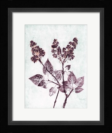 Framed Lilac 1 Aqua Plum Print