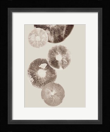 Framed Mushroom 6 Light Brown Print