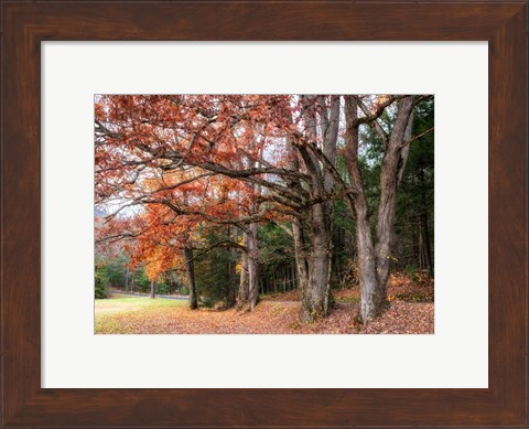 Framed Autumn Drive II Print