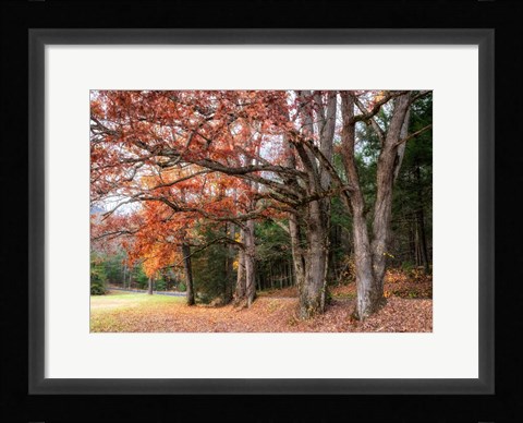 Framed Autumn Drive II Print