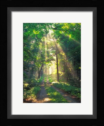 Framed Forest Sunshine Print
