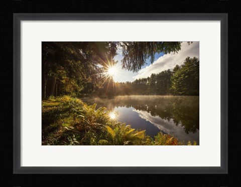 Framed Sunstars Print