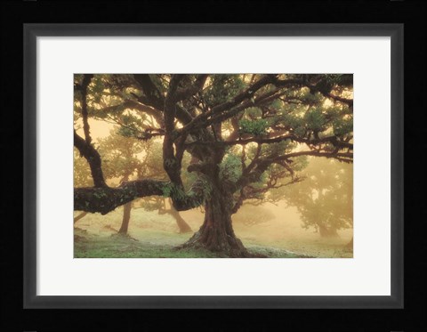 Framed Tree Dreams Print