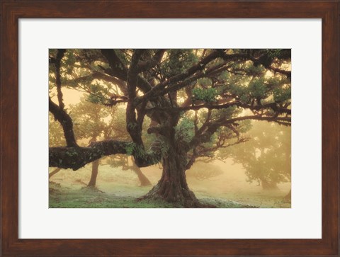 Framed Tree Dreams Print