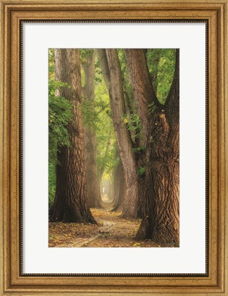 Framed See the Forest Print