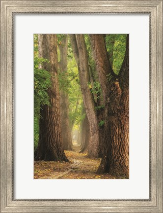 Framed See the Forest Print