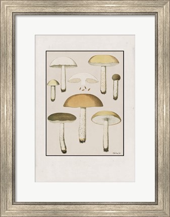 Framed Mushroom Study Print